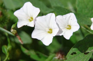 Parkta küçük beyaz çiçekler çanları