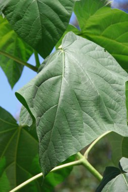 Parktaki katalpa ağacının büyük yeşil yaprakları.