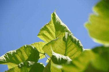 Parktaki katalpa ağacının büyük yeşil yaprakları.