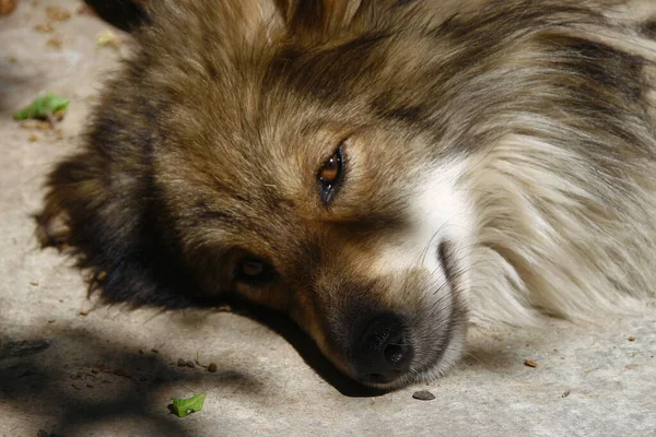 Hunden Skuggan Eftersom Han Het — Stockfoto