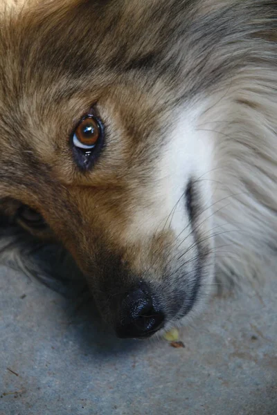 Perro Está Sombra Porque Está Caliente — Foto de Stock