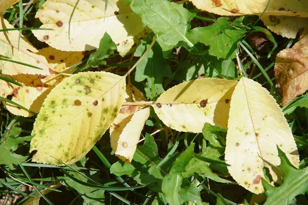 Yellow Little Cherry Leaves Grass Garden — Stock Photo, Image