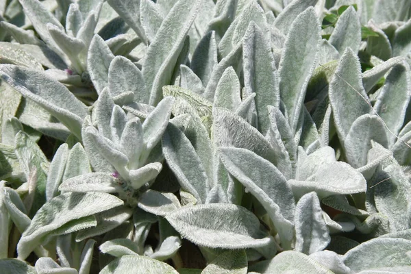 Erba Verde Decorativa Nel Giardino Fiorito — Foto Stock