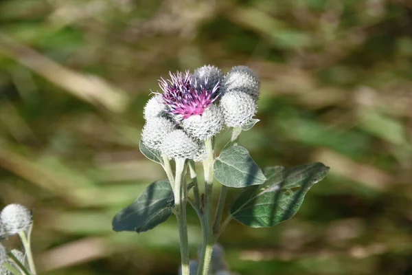 Purple Burdock Field Road — Stock Photo, Image