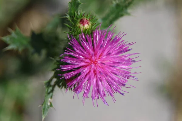 Bardane Violette Dans Champ Près Route — Photo