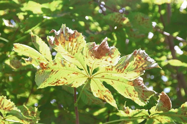 Sarı Yeşil Hastalıklı Kestane Yaprakları Yol Kenarında — Stok fotoğraf