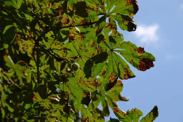 Yellow Green Diseased Chestnut Leaves City Road — Stock Photo, Image