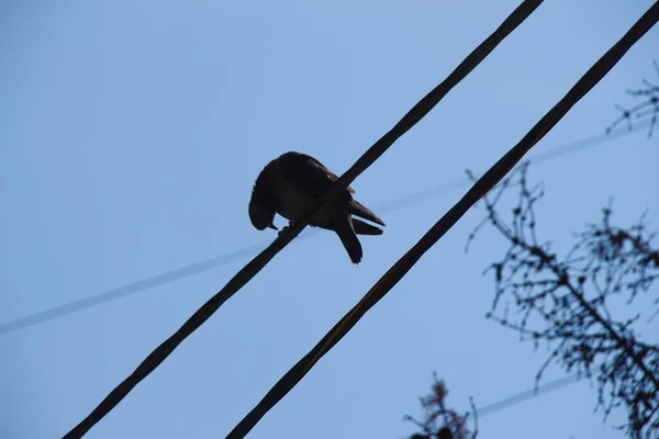 Cables Power Lines Pole — Stock Photo, Image