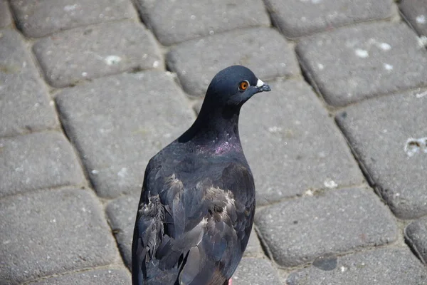 날씨에 길가에 비둘기 — 스톡 사진