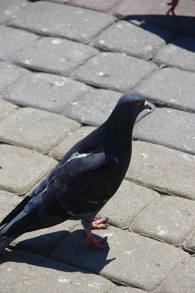 Piccione Selvatico Sul Marciapiede Quando Caldo — Foto Stock