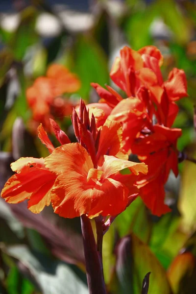 Hermosa Flor Parterre Ciudad Parque Ciudad — Foto de Stock