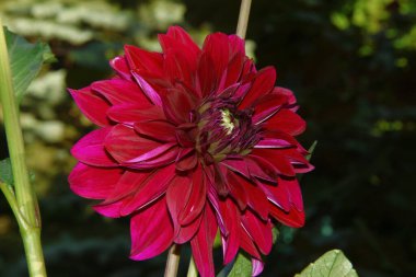 Bahçesinde taç yaprakları olan büyük kırmızı bir çiçek