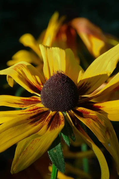 庭に花弁のある黄黒花 — ストック写真