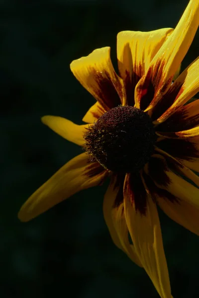 Fleur Jaune Noir Avec Pétales Dans Jardin — Photo