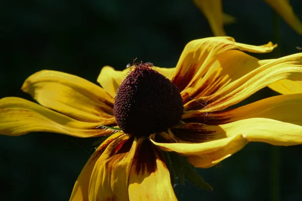 Gelb Schwarze Blume Mit Blütenblättern Garten — Stockfoto