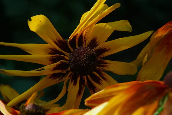 Sárga Fekete Virág Szirmokkal Kertben — Stock Fotó