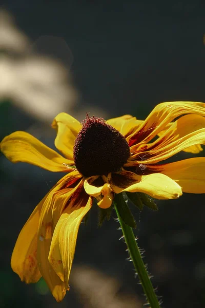 Fleur Jaune Noir Avec Pétales Dans Jardin — Photo