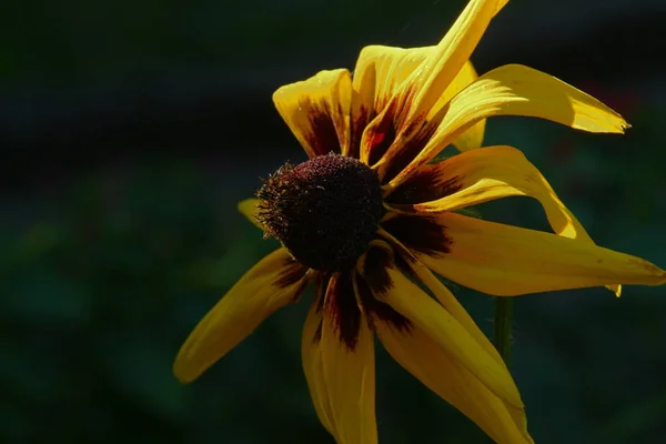 Flor Amarillo Negra Con Pétalos Jardín — Foto de Stock