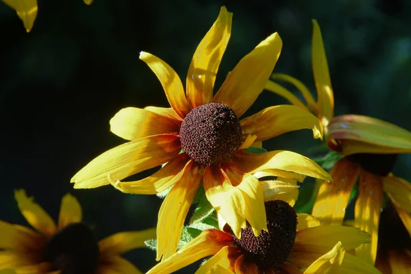 Flor Amarillo Negra Con Pétalos Jardín — Foto de Stock