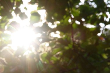 Arkaplanda yeşil elma yapraklarının üzerine çoklu renkli güneş ışınları.