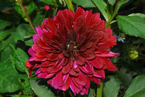 Duży Czerwony Kwiat Płatkami Ogrodzie — Zdjęcie stockowe