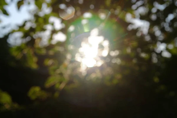 Rayos Sol Multicolores Desenfoque Sobre Fondo Hojas Manzana Verde —  Fotos de Stock