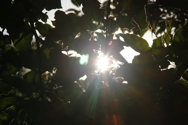Mnohobarevné Sluneční Paprsky Defokusu Pozadí Zelených Jablečných Listů — Stock fotografie