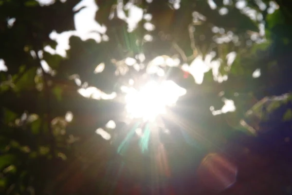 Rayos Sol Multicolores Desenfoque Sobre Fondo Hojas Manzana Verde —  Fotos de Stock