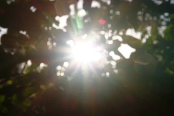 Разноцветные Солнечные Лучи Дефокусе Фоне Зеленых Яблочных Листьев — стоковое фото