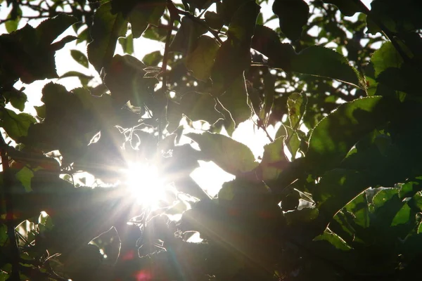 Mnohobarevné Sluneční Paprsky Defokusu Pozadí Zelených Jablečných Listů — Stock fotografie