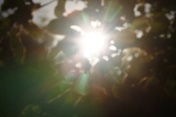 Rayos Sol Multicolores Desenfoque Sobre Fondo Hojas Manzana Verde — Foto de Stock