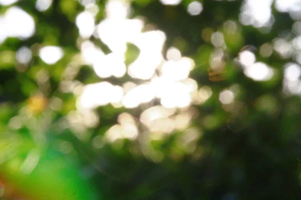 Rayos Sol Multicolores Desenfoque Sobre Fondo Hojas Manzana Verde —  Fotos de Stock