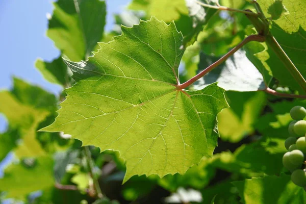 Zielone Liście Winogron Ogrodzie — Zdjęcie stockowe