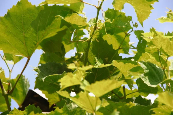 Green Grape Leaves Garden — Stock Photo, Image