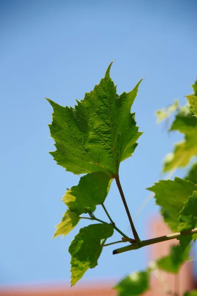 Folhas Uva Verde Jardim — Fotografia de Stock