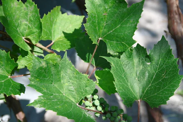 Green Grape Leaves Garden — Stock Photo, Image