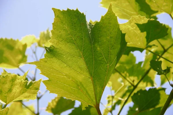 Green Grape Leaves Garden — Stock Photo, Image