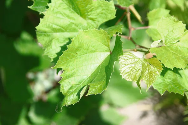 Groene Druivenbladeren Tuin — Stockfoto
