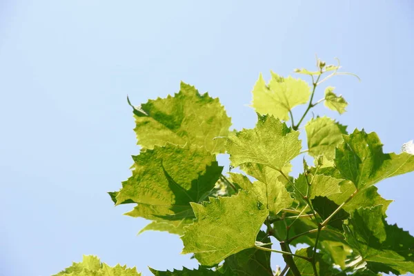 Green Grape Leaves Garden — Stock Photo, Image