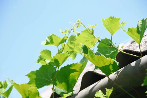 Groene Druivenbladeren Tuin — Stockfoto