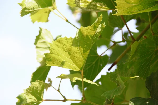 Folhas Uva Verde Jardim — Fotografia de Stock