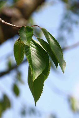 Temmuz 'da bahçede yeşil kiraz yaprakları