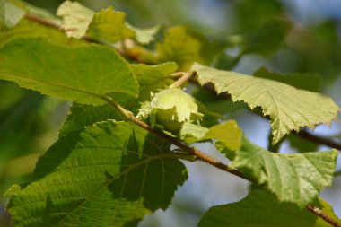 Temmuz 'da bahçede fındıklı yeşil yapraklar
