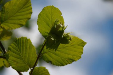 Temmuz 'da bahçede fındıklı yeşil yapraklar