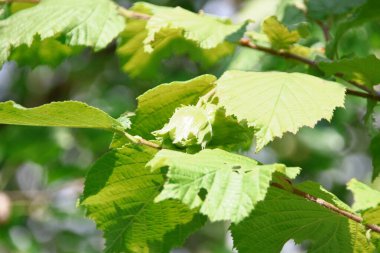 Temmuz 'da bahçede fındıklı yeşil yapraklar