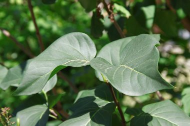 Temmuz 'da bahçede yeşil yaprak