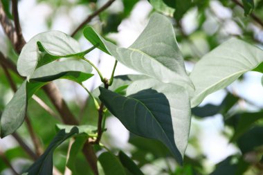 Temmuz 'da bahçede yeşil yaprak