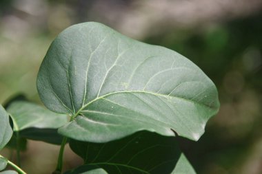 Temmuz 'da bahçede yeşil yaprak