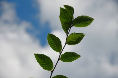 Temmuz 'da bahçede fındıklı yeşil yapraklar
