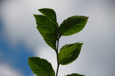 Temmuz 'da bahçede fındıklı yeşil yapraklar